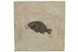 Fossil Fish (Cockerellites) - Wyoming #222847-1